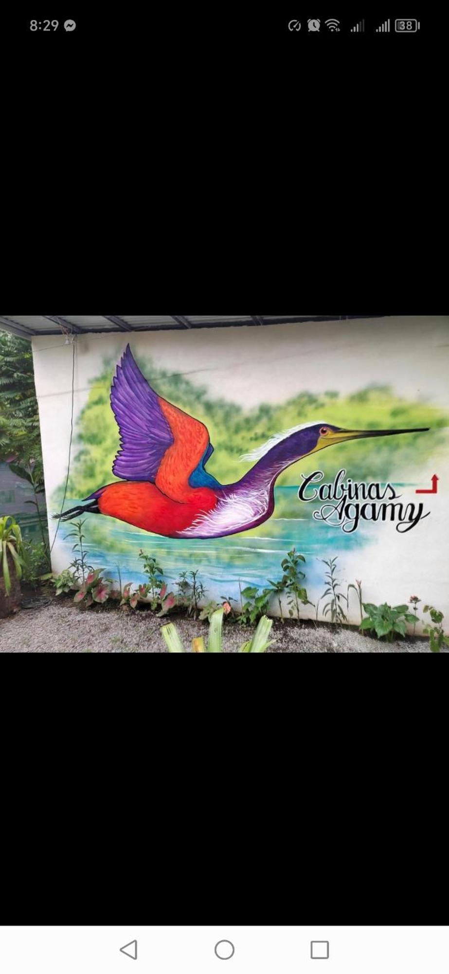 Cabinas Agamy Tortuguero Exteriör bild