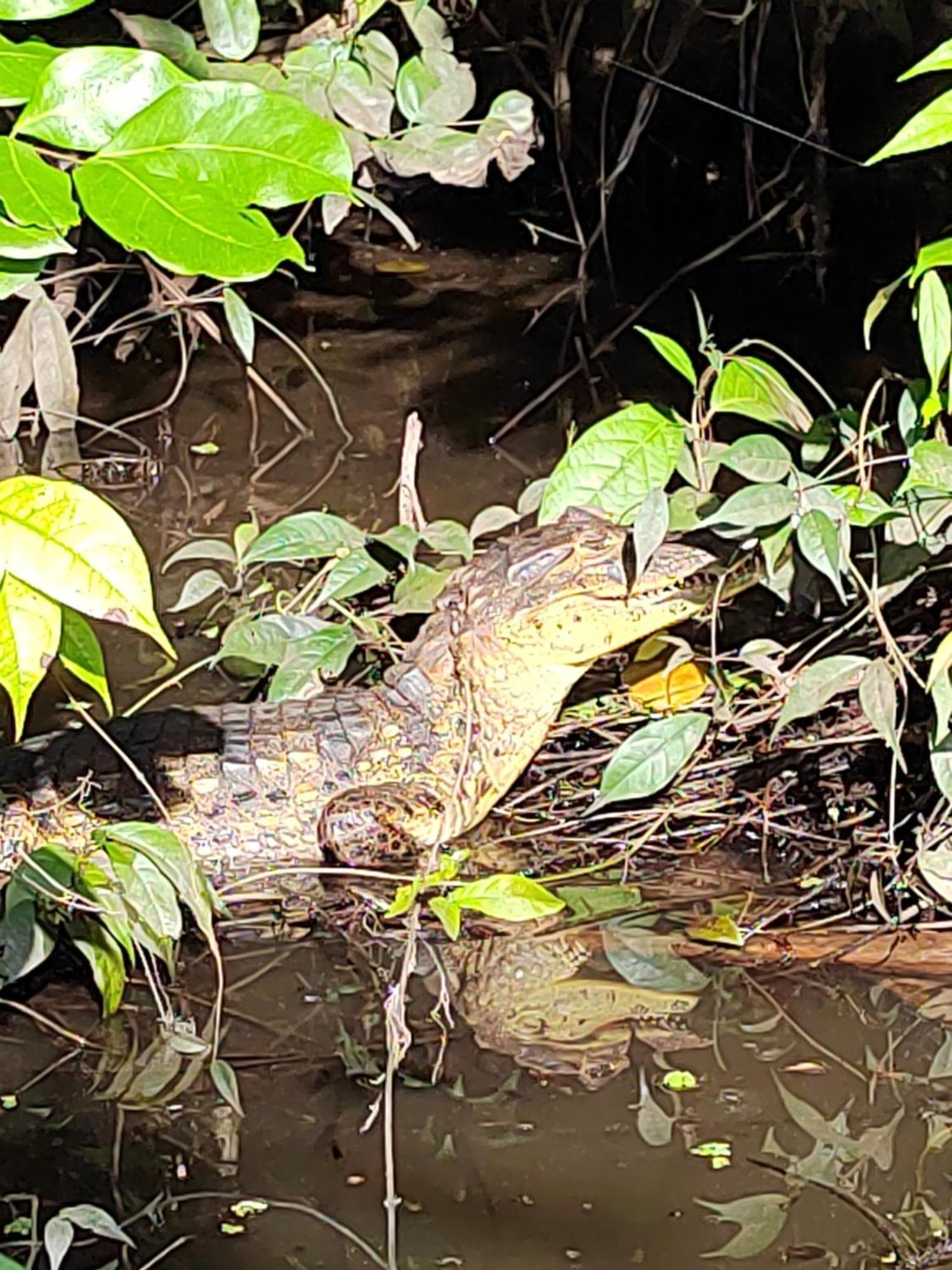 Cabinas Agamy Tortuguero Exteriör bild