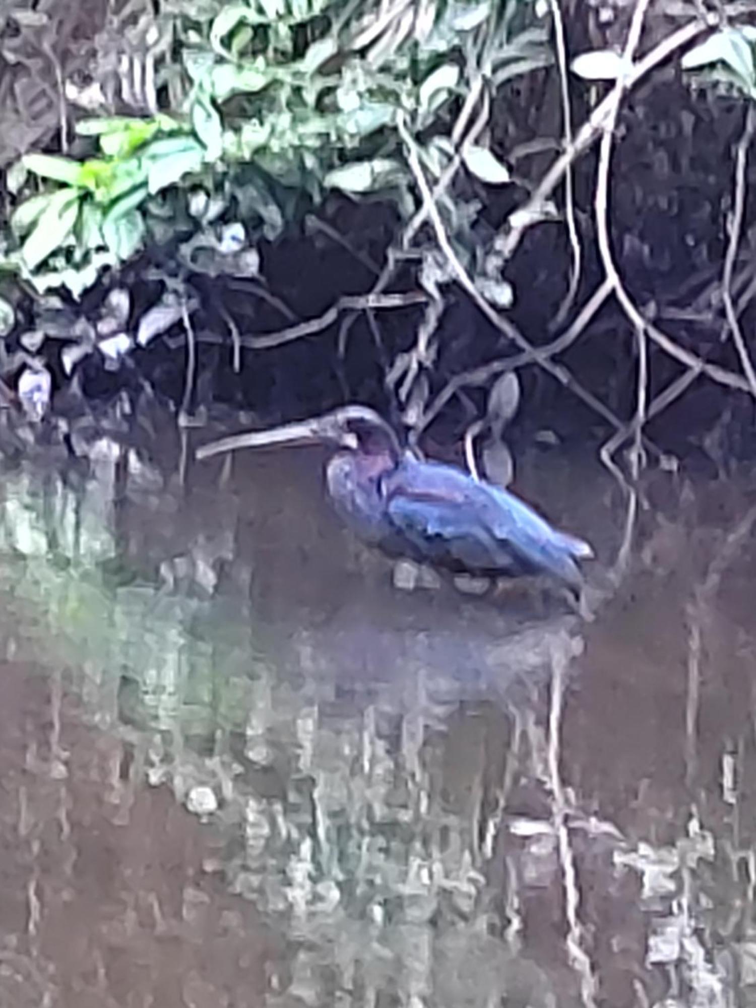 Cabinas Agamy Tortuguero Exteriör bild