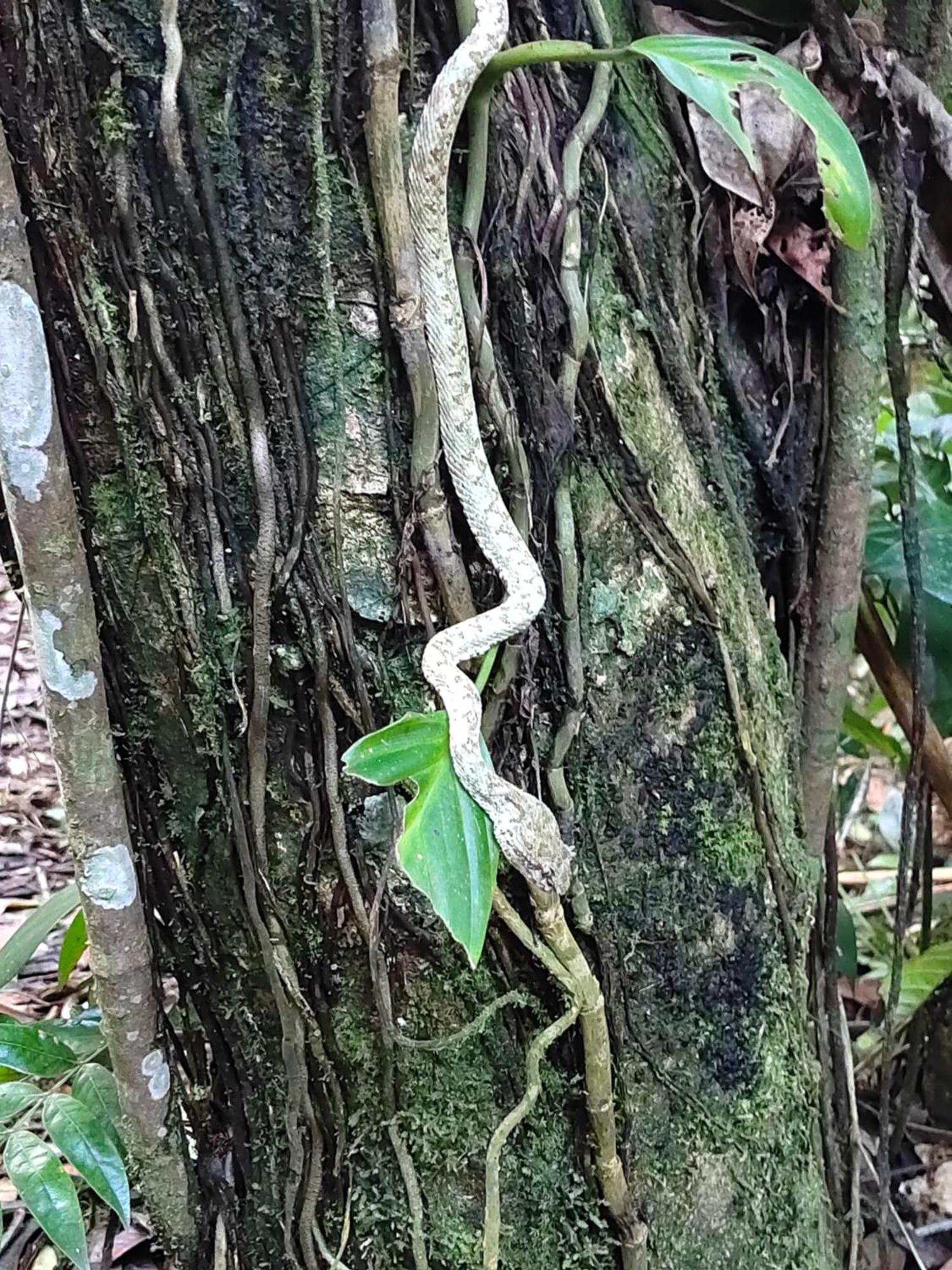 Cabinas Agamy Tortuguero Exteriör bild