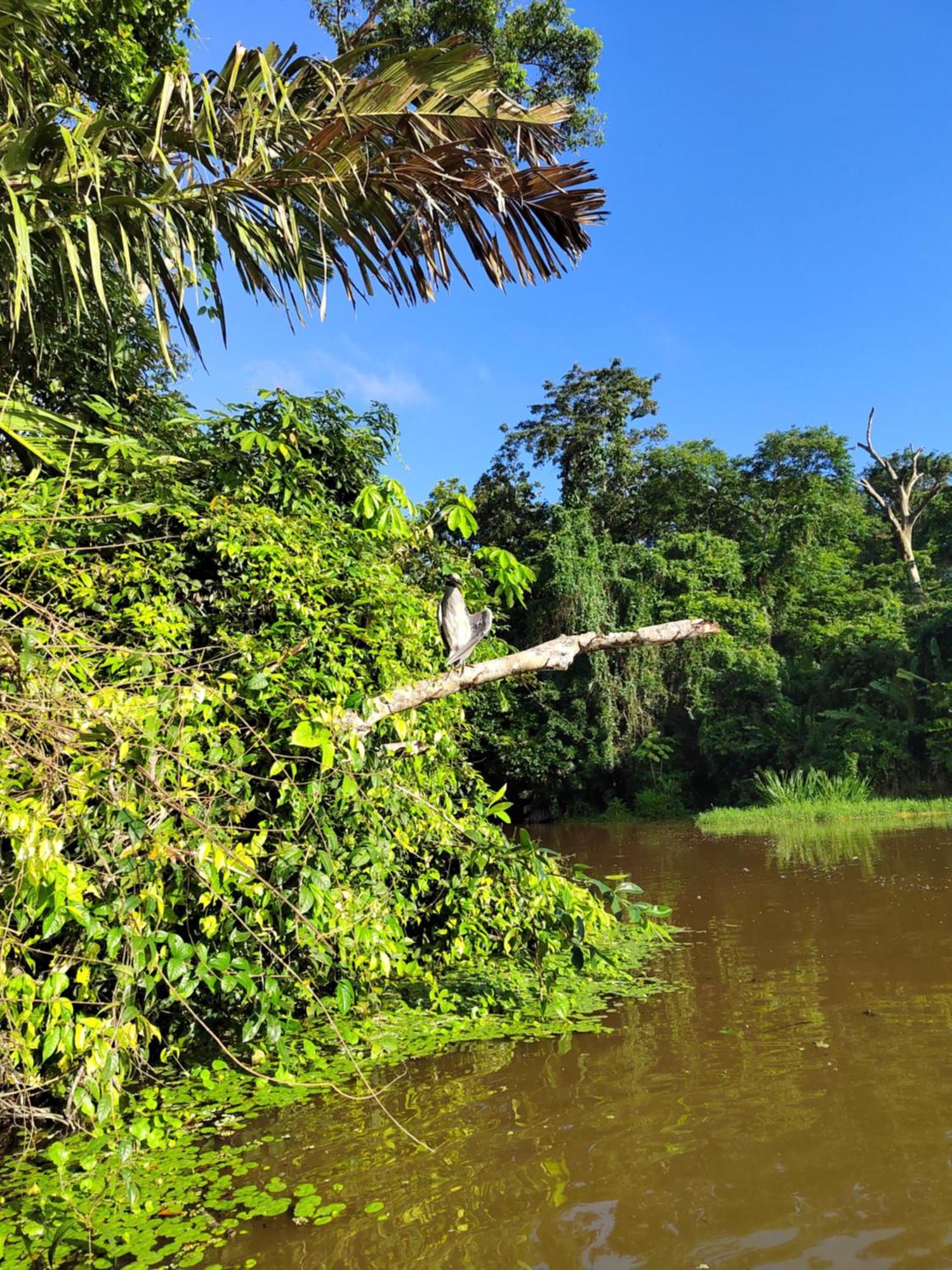 Cabinas Agamy Tortuguero Exteriör bild