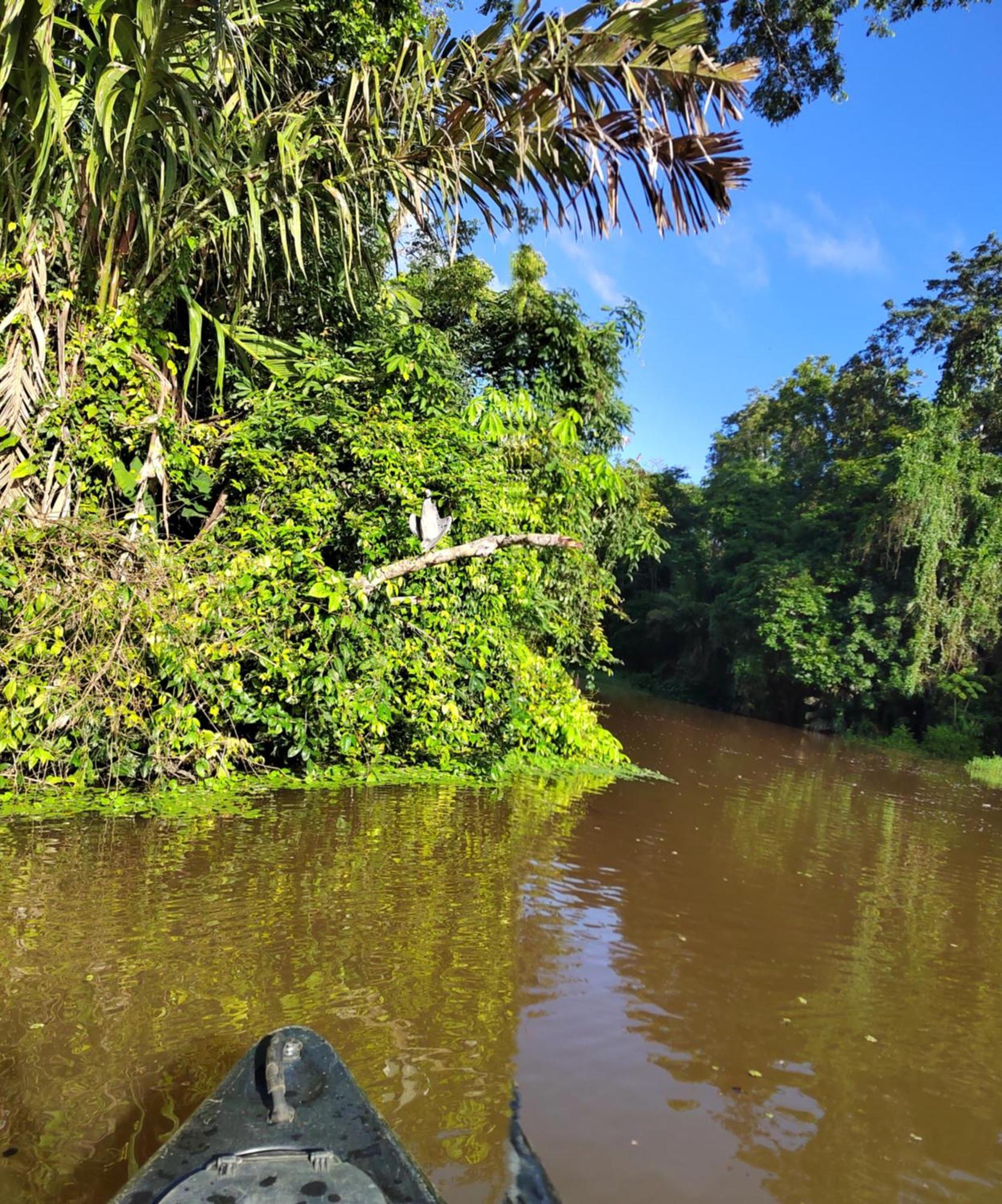Cabinas Agamy Tortuguero Exteriör bild
