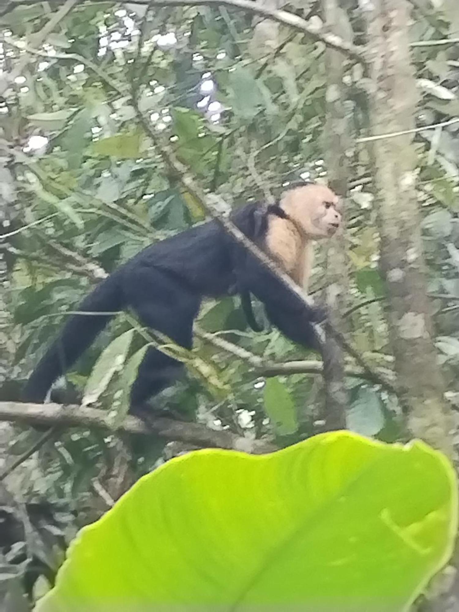 Cabinas Agamy Tortuguero Exteriör bild