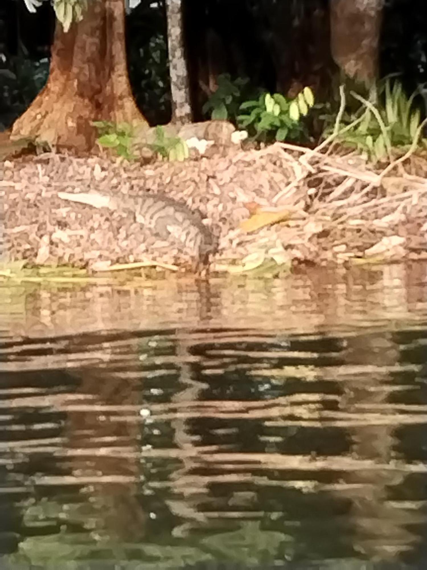 Cabinas Agamy Tortuguero Exteriör bild