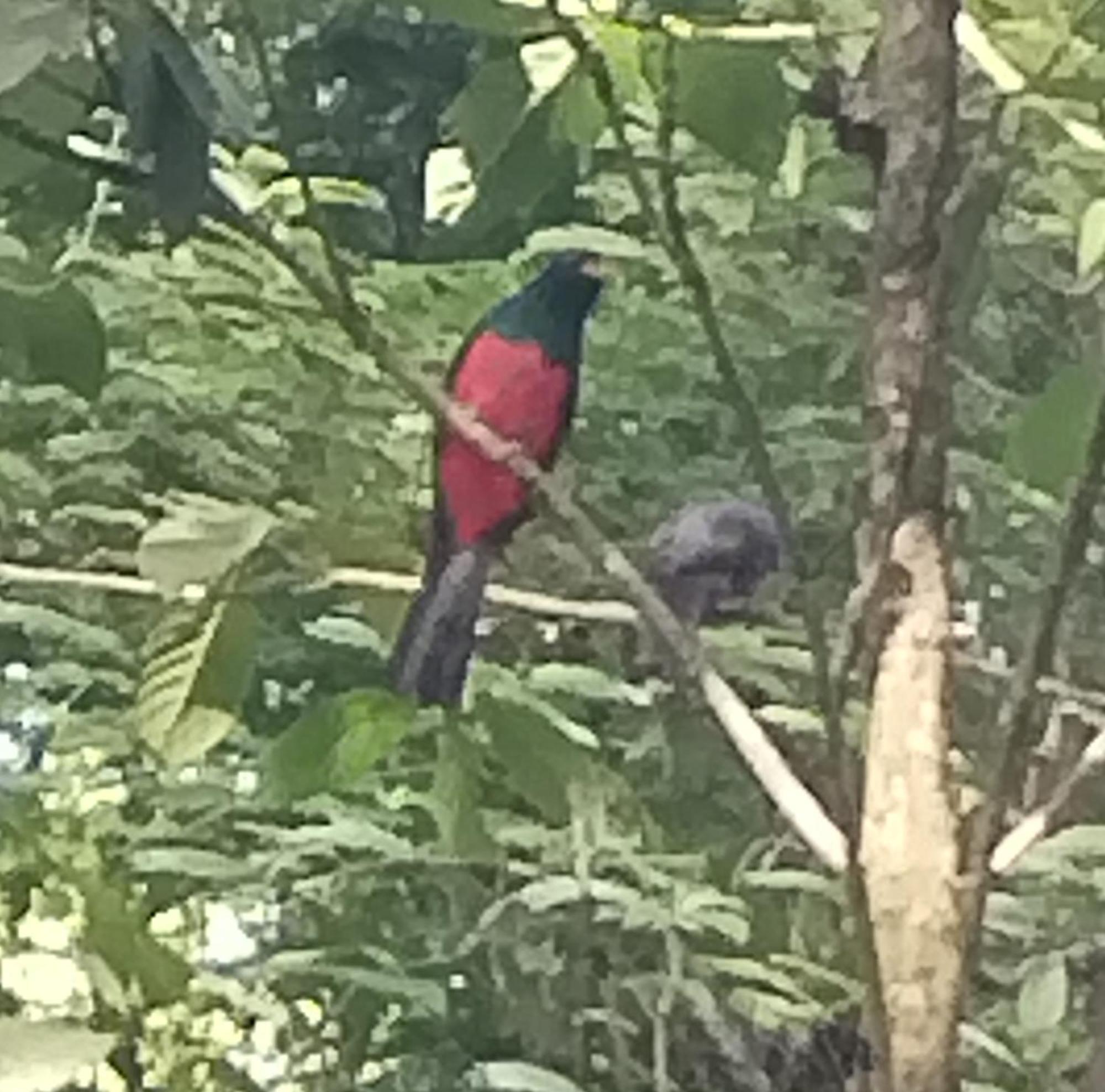 Cabinas Agamy Tortuguero Exteriör bild